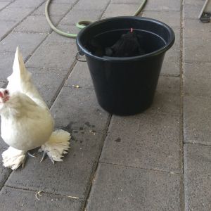 Puuuuut de chicken in de pot! Another scorching day in Adelaide sees me dunking my chickens in cool water, they were not coping well and I had to bring them inside for some air conditioning. Black Booger is in the bucket and Pecky McPeckpeck is waiting her turn.