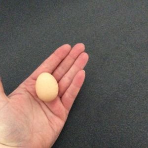 SUPER EXCITED! My first egg! It's soooo tiny. I'm a grandma! Hahaha.