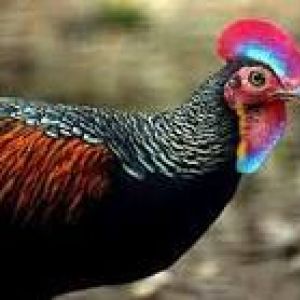Green Jungle Fowl
Endemic from Indonesia