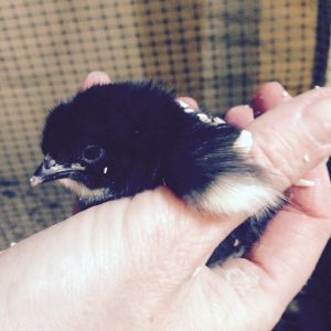 FBCM chick 1 day old
