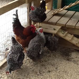 Randy Rooster and his girls.   Randy is a Rhode Island Red and his girls are Silver Laced Wyandotte and Barred Rock.  We will be breeding sex linked later this spring from this group.