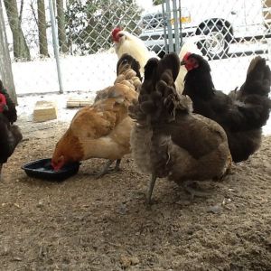 Our Easter Egger Rooster, Santa Chicken (he has a white beard and bright red comb), and his girls.  The hens are Easter Eggers and Black Australorps.