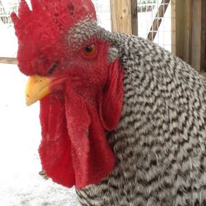 Rocky shows off his waddle.