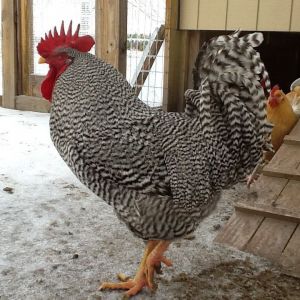 Rocky, our Barred 4 Ockham rooster, poses.  He is tame enough to pet and pick,up.