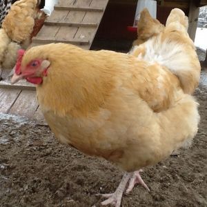 Buff Orphington hen.