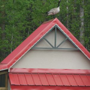 A Canada Goose rests atop the chicken house roof.