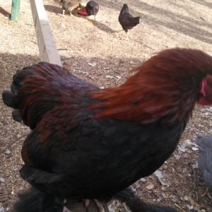 My other star red Rooster.