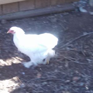 Matching white hen.