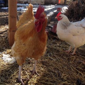 Rocco today, post fight with second in command roo, he is missing some of his wattle. Rocco now will be responsible for 23 hens.