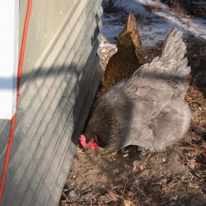 Bonnie Blue Orp investigates the coop after ice storm