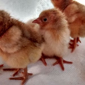 My first hatch of 2015 three buff Orpingtons and three Gold Laced crossed to buff Orpingtons.