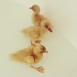 Harold and the Ladies enjoying a swim in the bathtub.