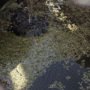New duck pond complete with duck weed ( but only for a few minutes)