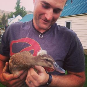 Fluffy Duck