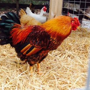 Golden Laced Wyandotte