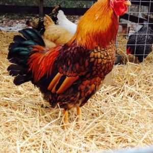 Golden Laced Wyandotte