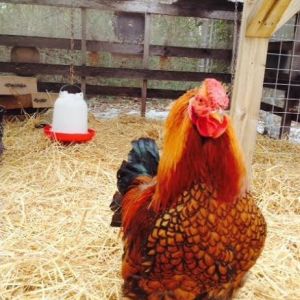 Golden Laced Wyandotte