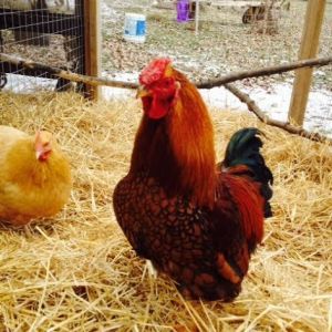 Golden Laced Wyandotte, Buff Orpington