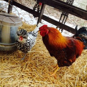 Appenzeller Spitzhauben, Golden Laced Wyandotte