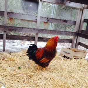 Golden Laced Wyandotte