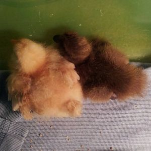 10274100_628106377263824_8669218235124075457_n.jpg

My Buff Orpington and Khaki Campbell sleeping together :)