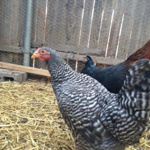 Spicy Spot-Barred Rock
Fiesty- Black Sex Link