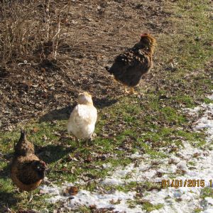 chickens out in some snow in dec