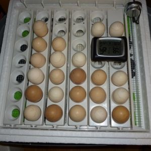 18 Dorking and 5 Mixed breed eggs before lockdown