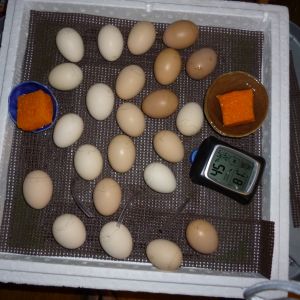 Lockdown on Dorking and Mixed breed eggs