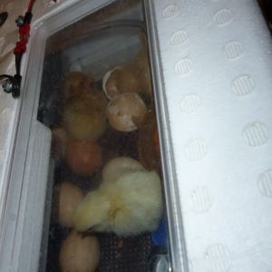 Chicks hatching 1