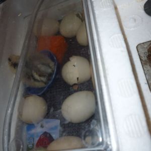 Dorking chick