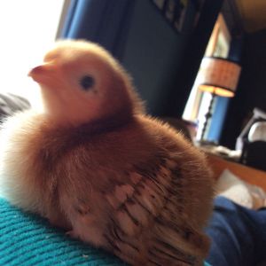 Chick on my chest!