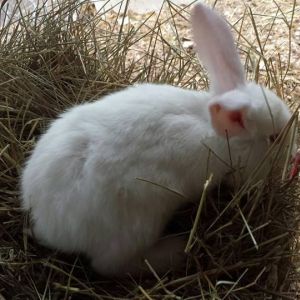 2 months
albino lop ear and albino new zealand cross
$25 or 2 for $40
