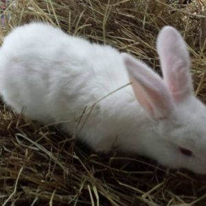 2 months
albino lop ear and albino new zealand cross
$25 or 2 for $40