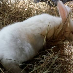 2 months
albino lop ear and albino new zealand cross
$25 or 2 for $40