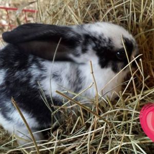 2 months
albino lop ear and flemish/checkered giant cross
$20 or 2 for $30