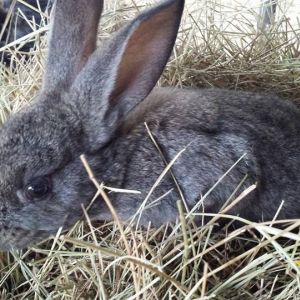 2 months
albino lop ear and flemish/checkered giant cross
$20 or 2 for $30