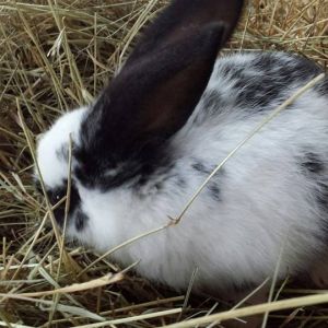 2 months
albino lop ear and flemish/checkered giant cross
$20 or 2 for $30