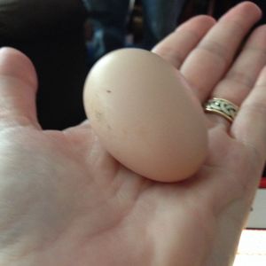 1st Egg! 
I'm so Happy!!!