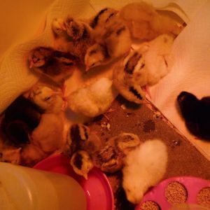 17 chicks