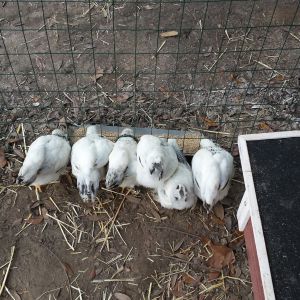 All six having breakfast, about 4 months.