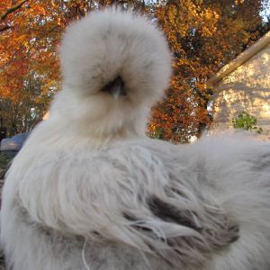 Princess:  Columbian buff lavender combo