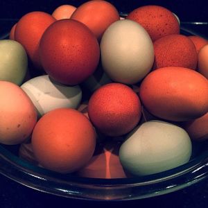 My colorful eggs!  Winter 2014