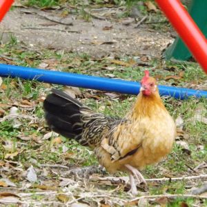 Elsa: Our tiny bantam...and also our daughter, Bentley's "Favorite" chicken!