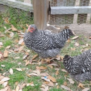 Our two Barred Rock "babies".