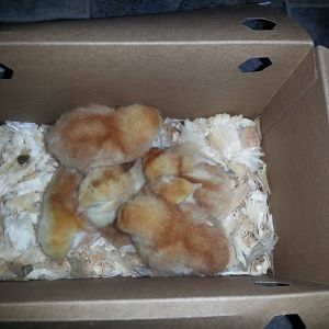 6 new chicks on their way home.
2-27-15