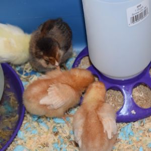My four chicks