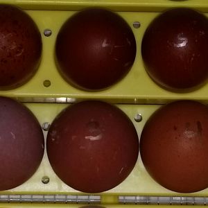Splash and Blue Marans eggs