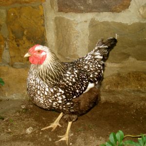 Silverlaced Wyandotte Hen. Large Brown Eggs, Big Heavy Hens, tolerated below 0* temps of OHIO, but refused to walk in the snow.