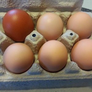 6 of todays eggs